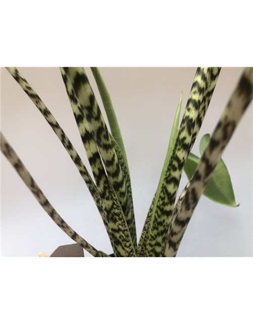 Alocasia amazonica Zebrina