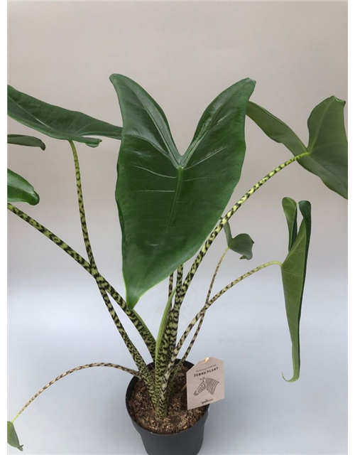 Alocasia amazonica Zebrina