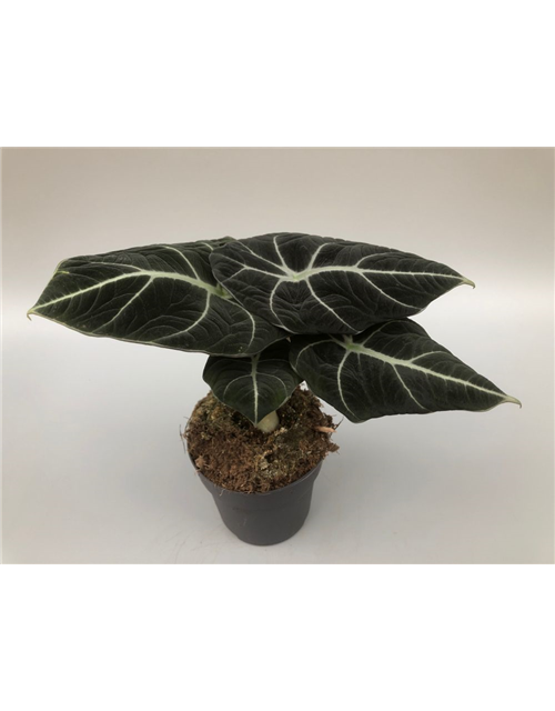 Alocasia reginula Black Velvet