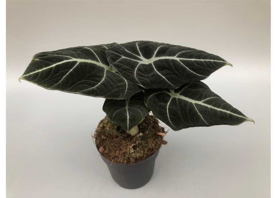 Alocasia reginula Black Velvet