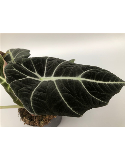 Alocasia reginula Black Velvet