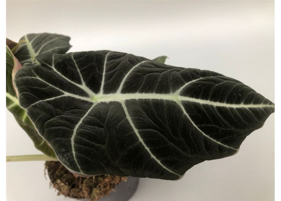 Alocasia reginula Black Velvet