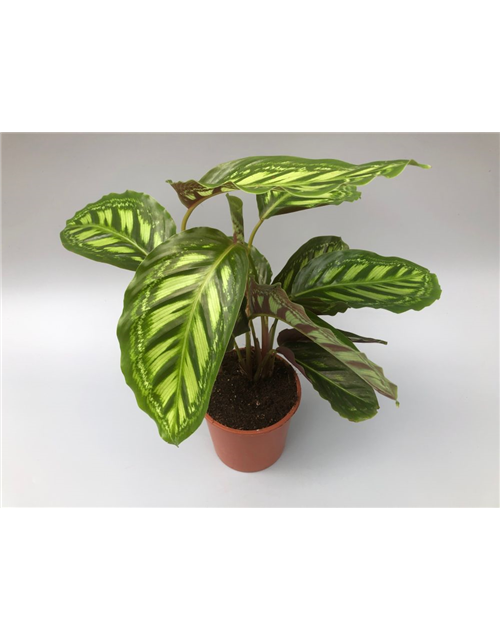 Calathea roseopicta Angela T14