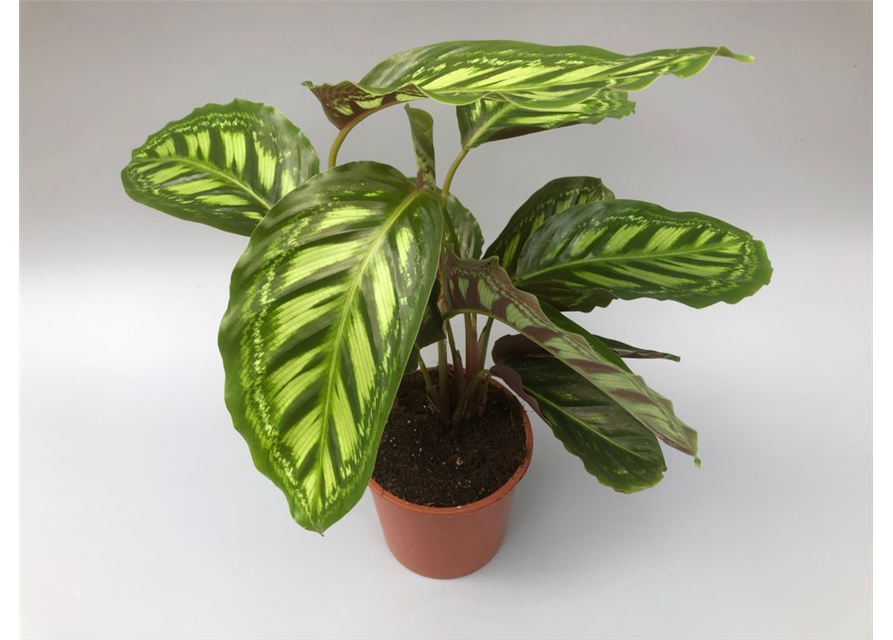 Calathea roseopicta Angela T14