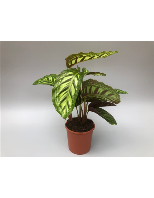 Calathea roseopicta Angela T14