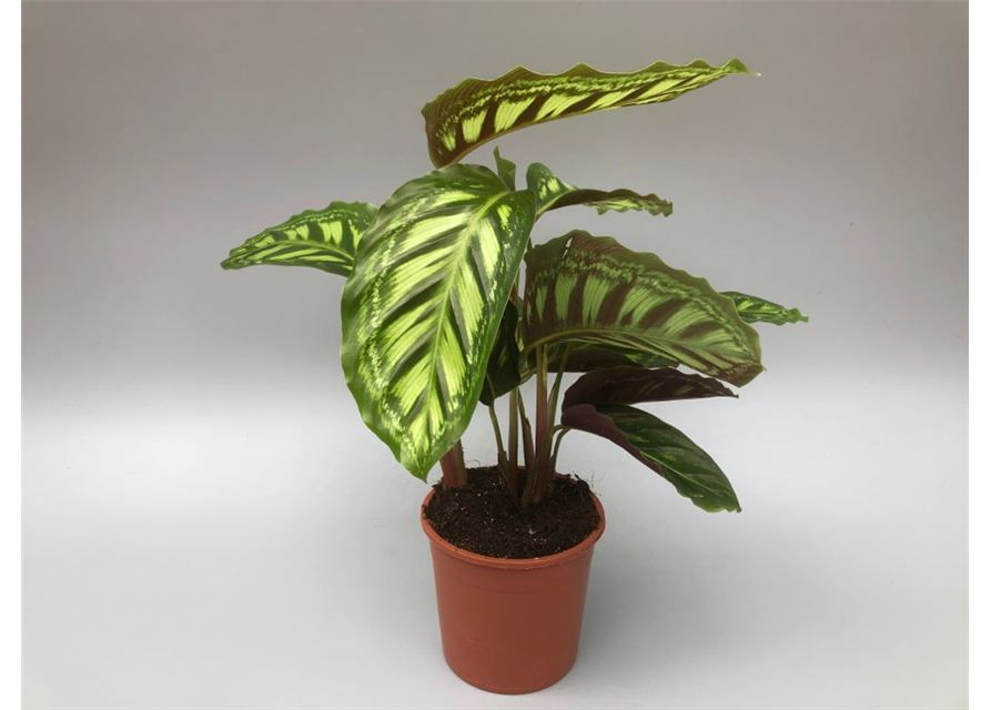 Calathea roseopicta Angela T14