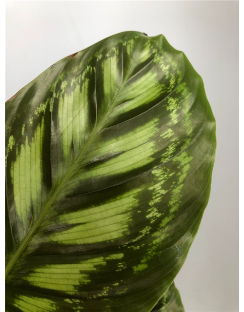 Calathea roseopicta Angela T14