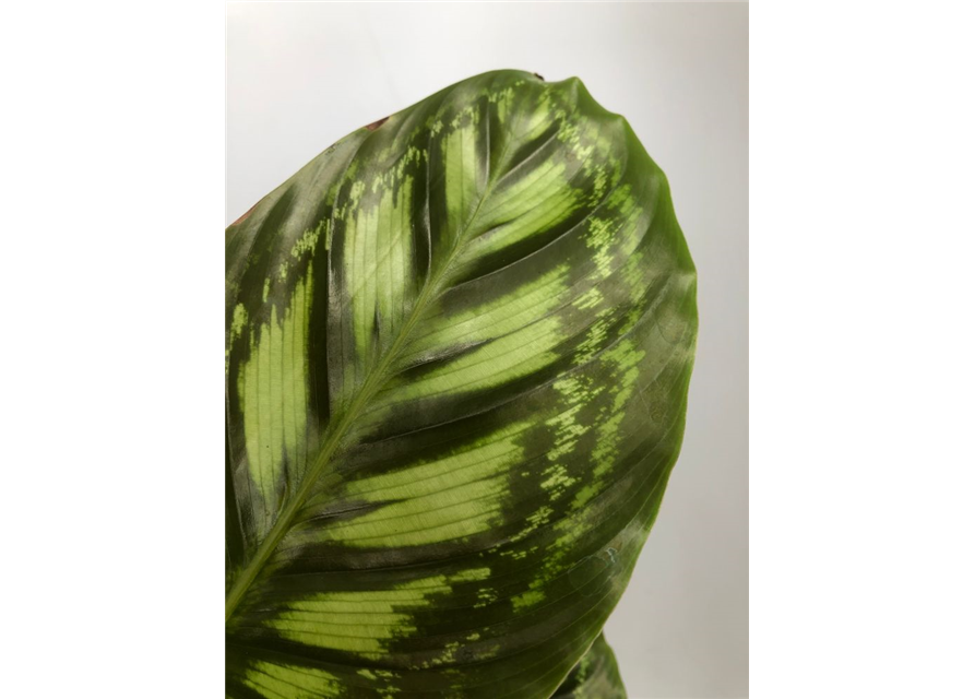 Calathea roseopicta Angela T14