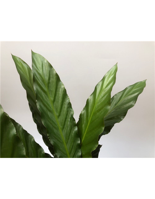 Calathea rufibarba T19