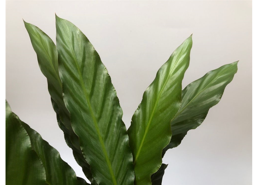 Calathea rufibarba T19