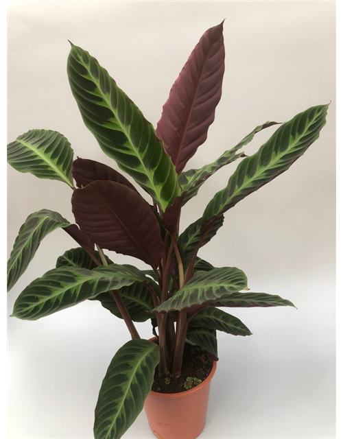 Calathea warscewiczii