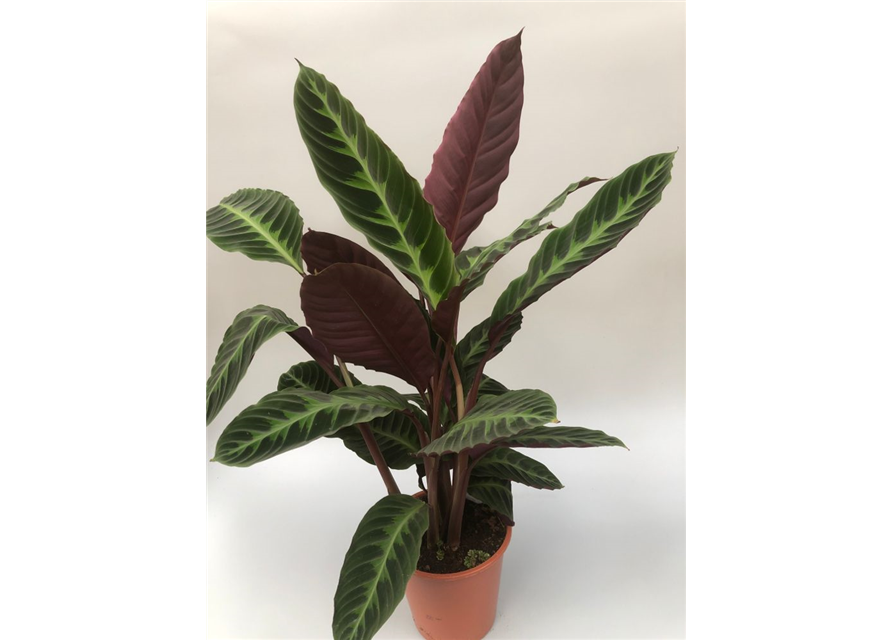 Calathea warscewiczii