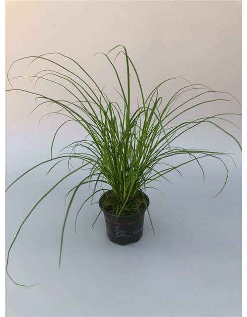 Carex brunnea