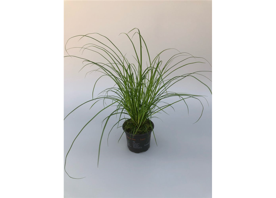 Carex brunnea