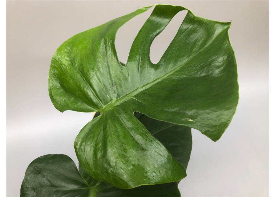 Monstera deliciosa Minima