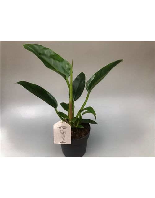 Philodendron bipinnatifidum Imperial Green