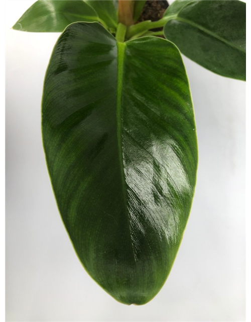 Philodendron bipinnatifidum Imperial Green