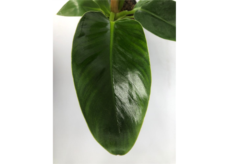 Philodendron bipinnatifidum Imperial Green