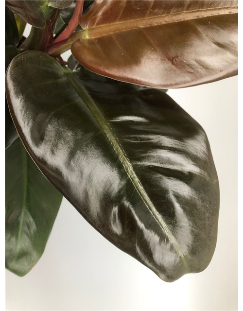 Philodendron bipinnatifidum Imperial Red