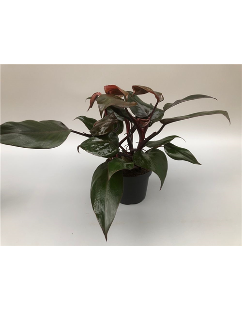 Philodendron erubescens New Red