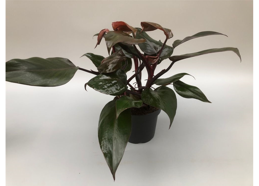 Philodendron erubescens New Red