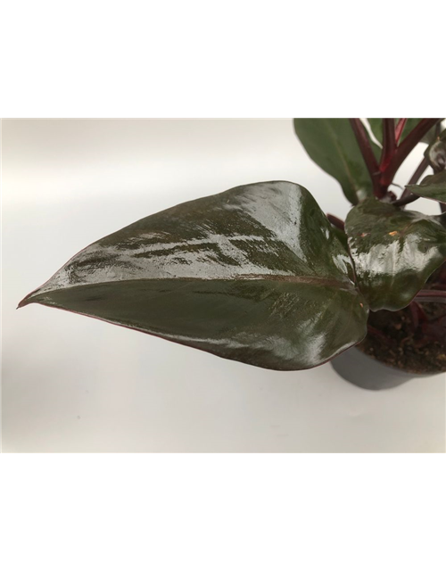 Philodendron erubescens New Red