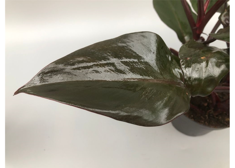 Philodendron erubescens New Red