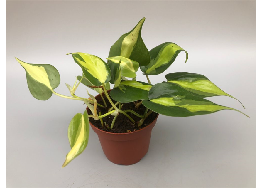 Philodendron scandens Brazil