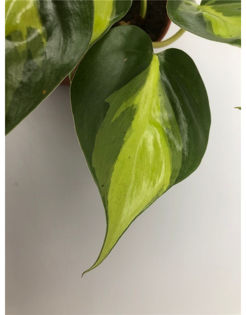 Philodendron scandens Brazil