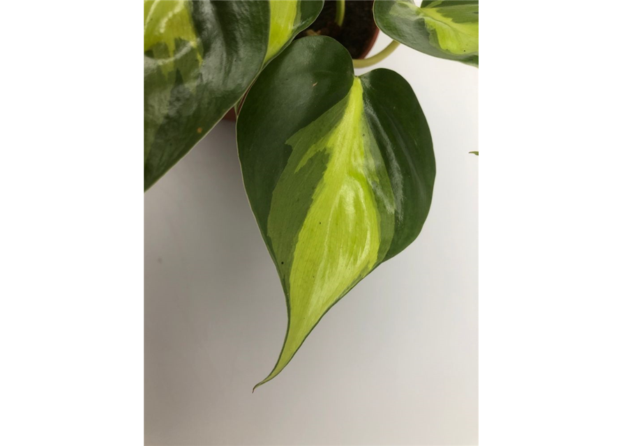 Philodendron scandens Brazil