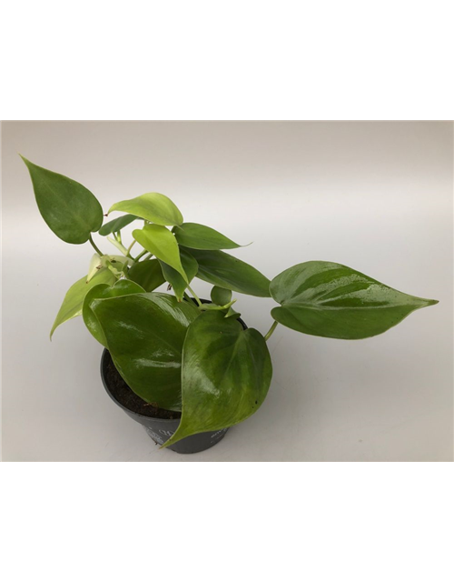 Philodendron scandens