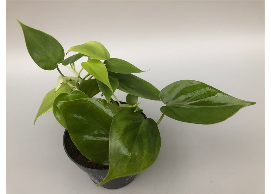 Philodendron scandens