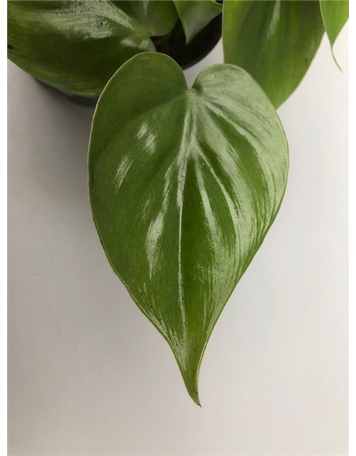 Philodendron scandens