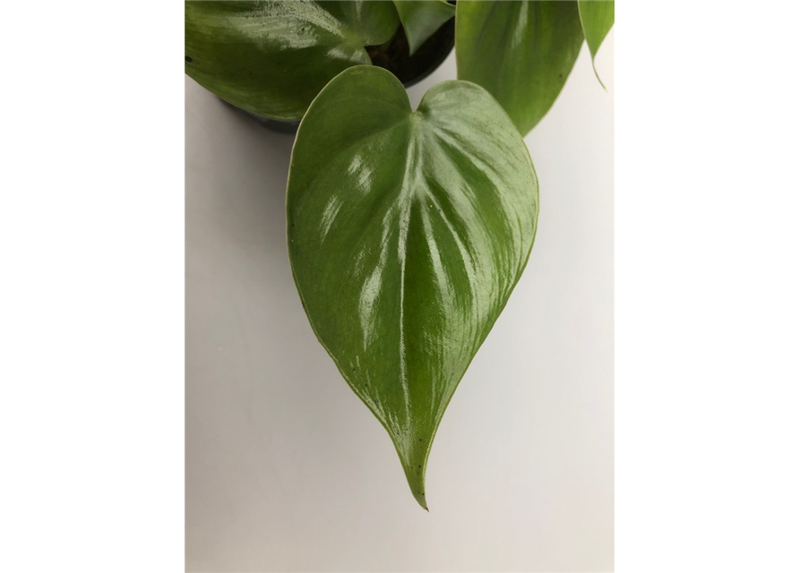 Philodendron scandens