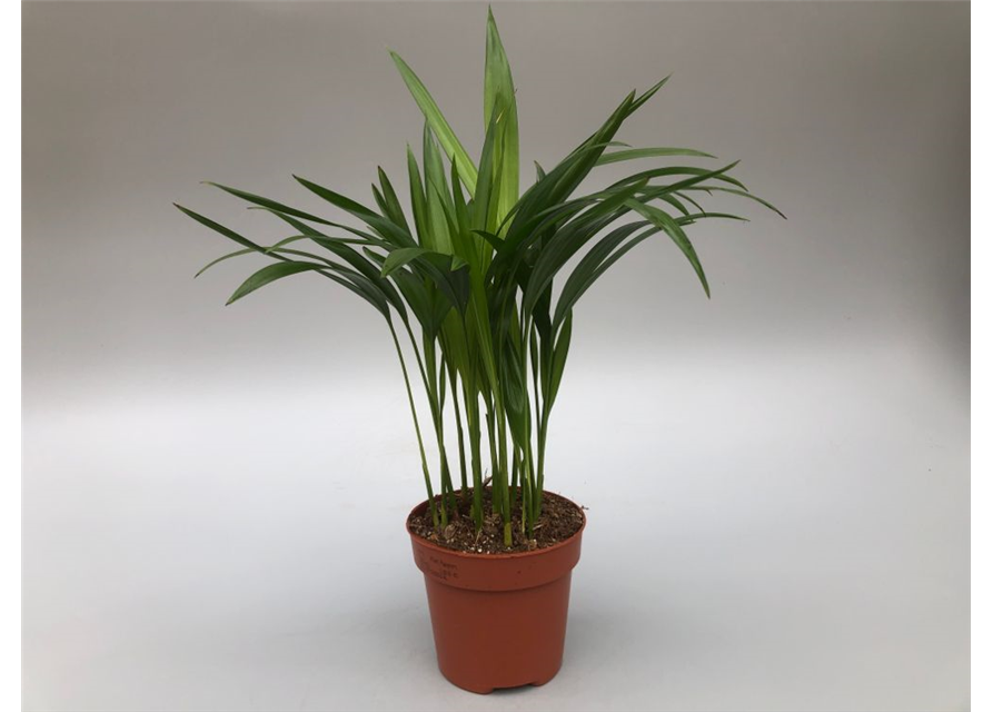 Dypsis (Areca) lutescens