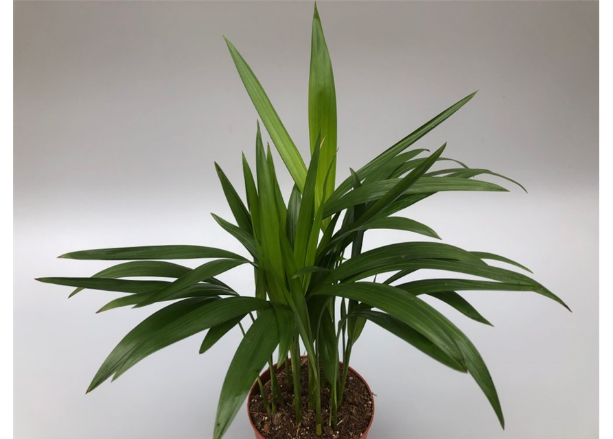 Dypsis (Areca) lutescens