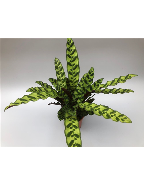 Calathea lancifolia T14