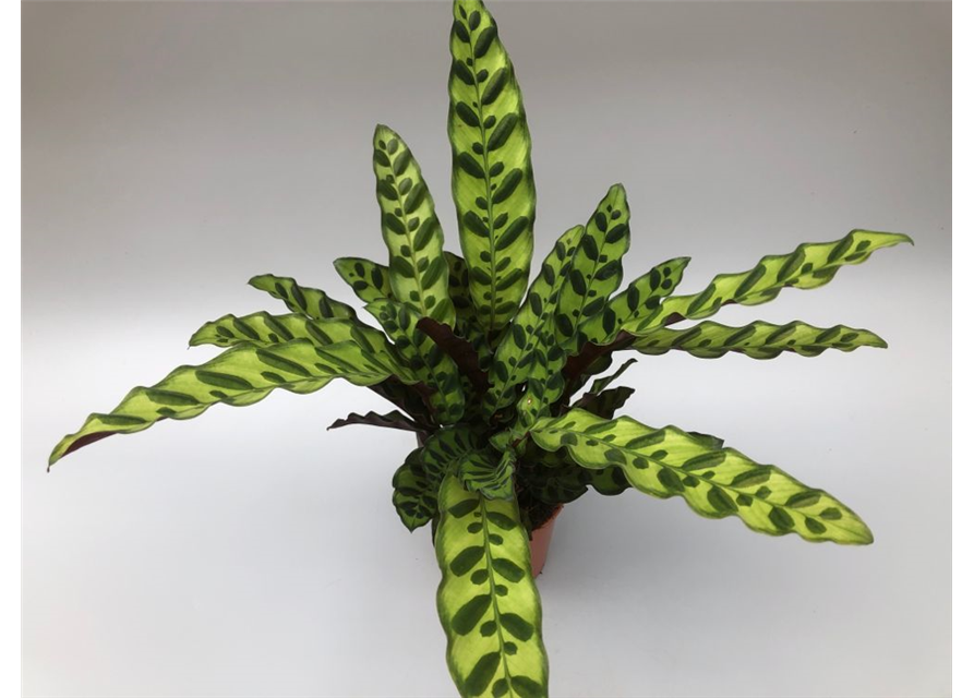 Calathea lancifolia T14