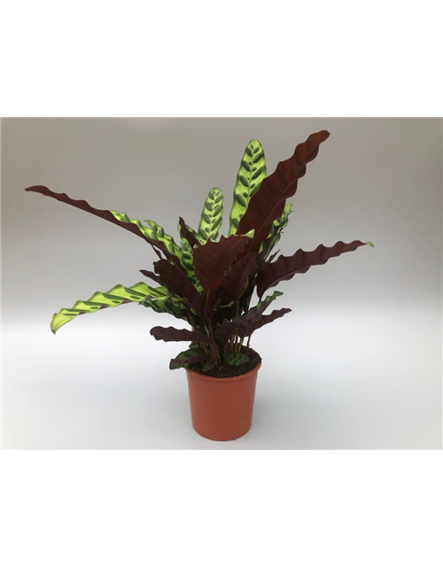 Calathea lancifolia T14