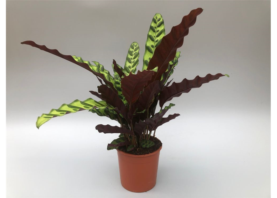 Calathea lancifolia T14