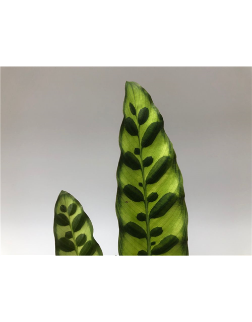 Calathea lancifolia T14