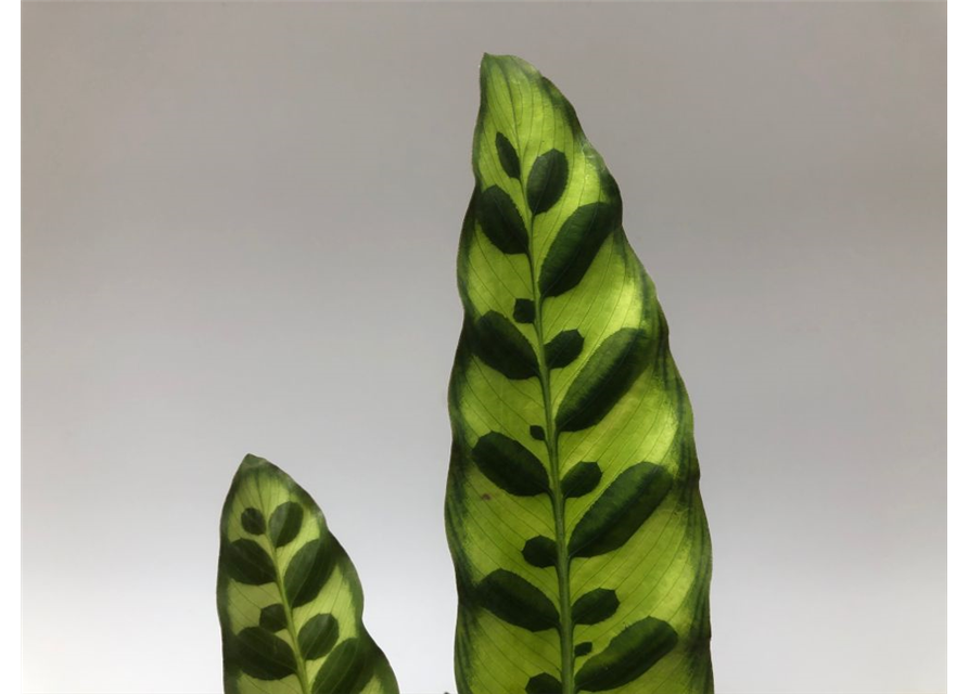 Calathea lancifolia T14