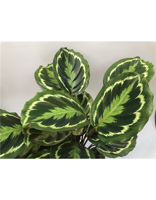 Calathea Medallion