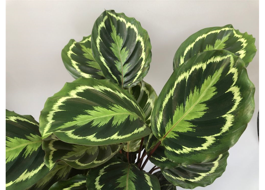 Calathea Medallion