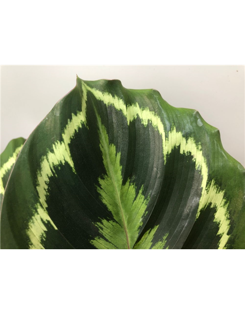 Calathea Medallion