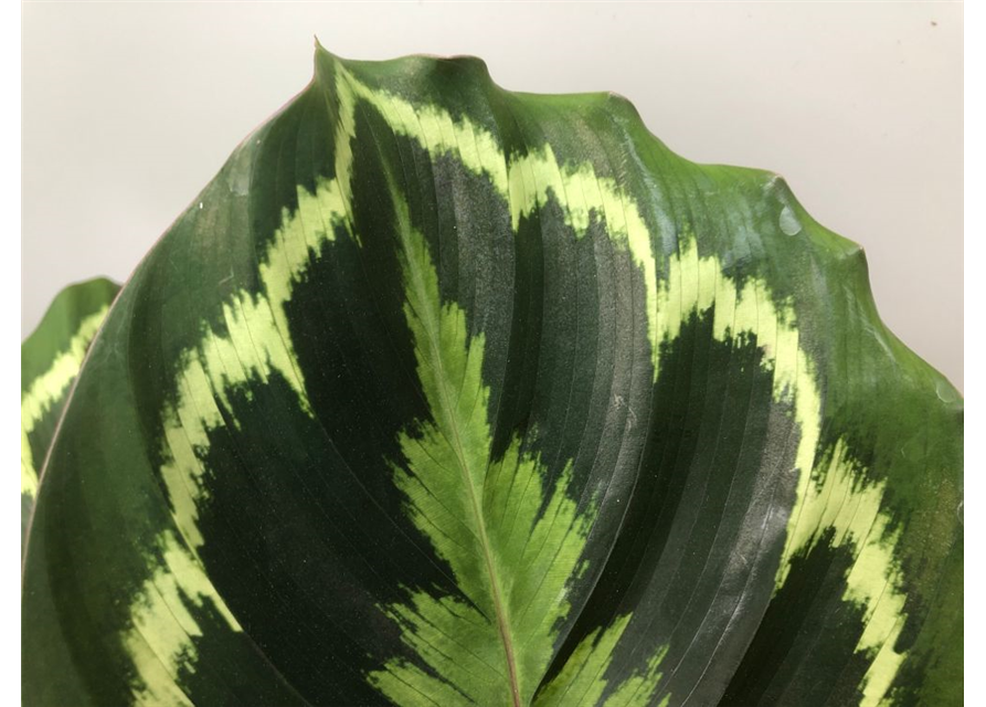 Calathea Medallion