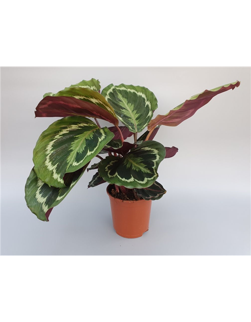 Calathea roseopicta Green T6