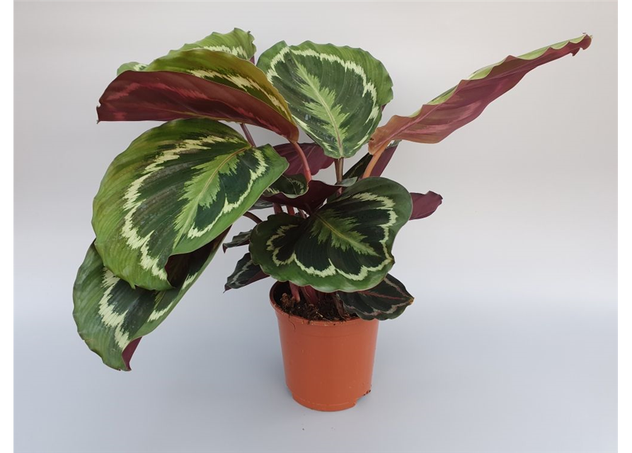 Calathea roseopicta Green T6