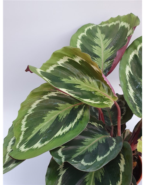 Calathea roseopicta Green T6