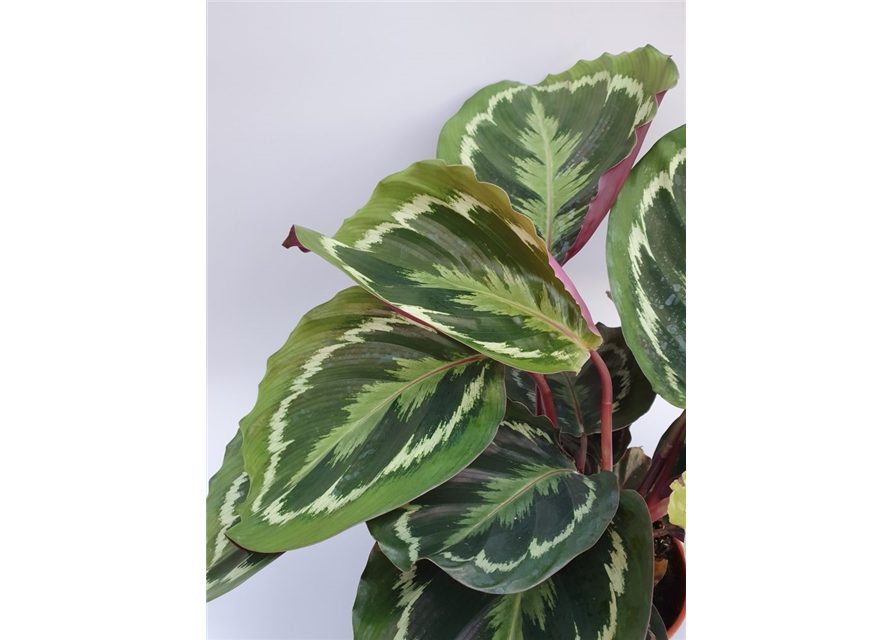 Calathea roseopicta Green T6